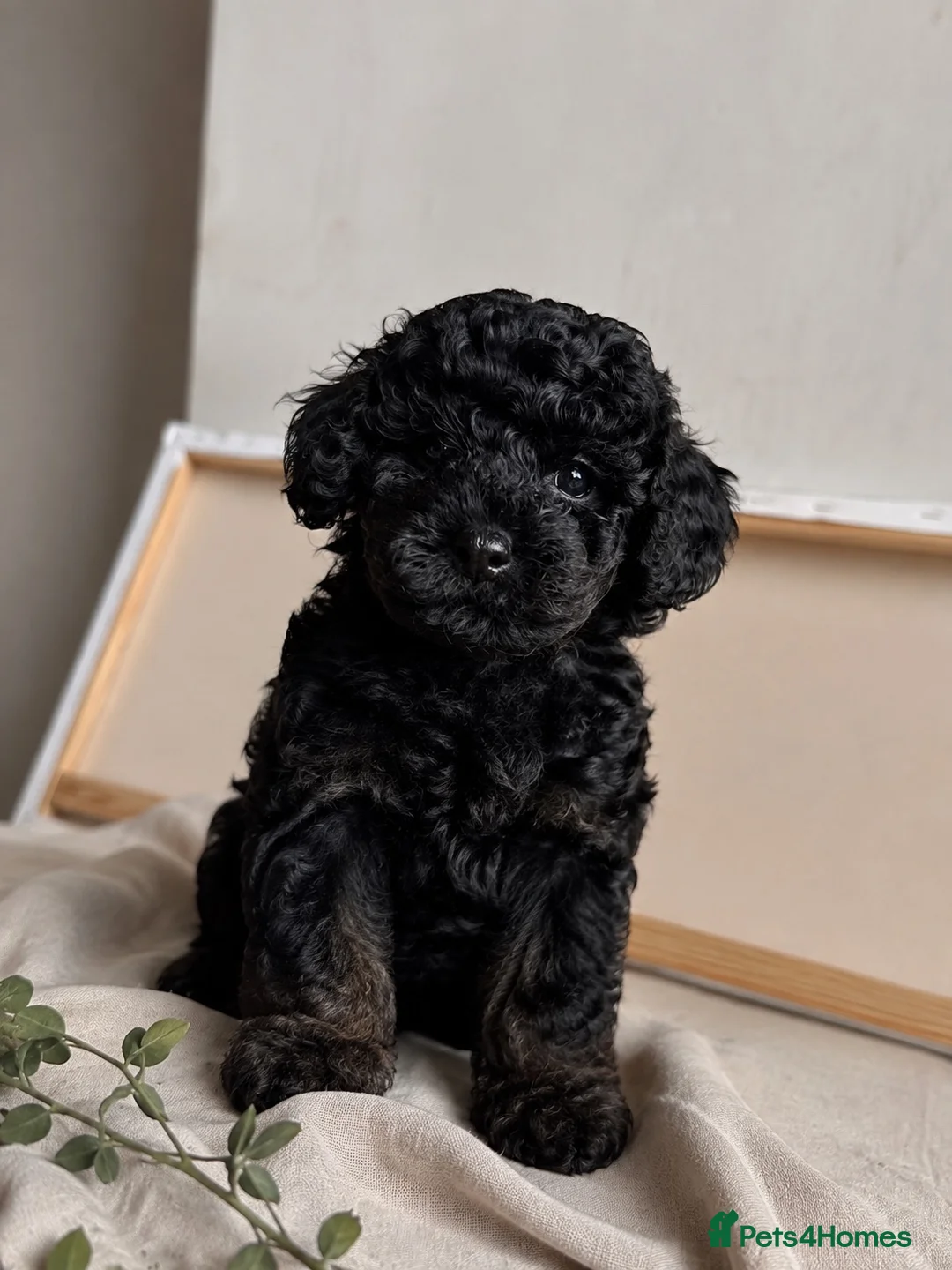 Cavapoo dogs for sale: Gorgeous Cavapoo ready for 5* home  in Manchester - Advert 1
