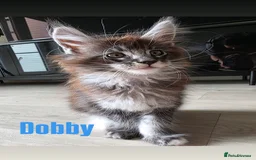 Maine Coon cats for sale: Affectionate Pure Breed Mainecoon Kittens - Image 12