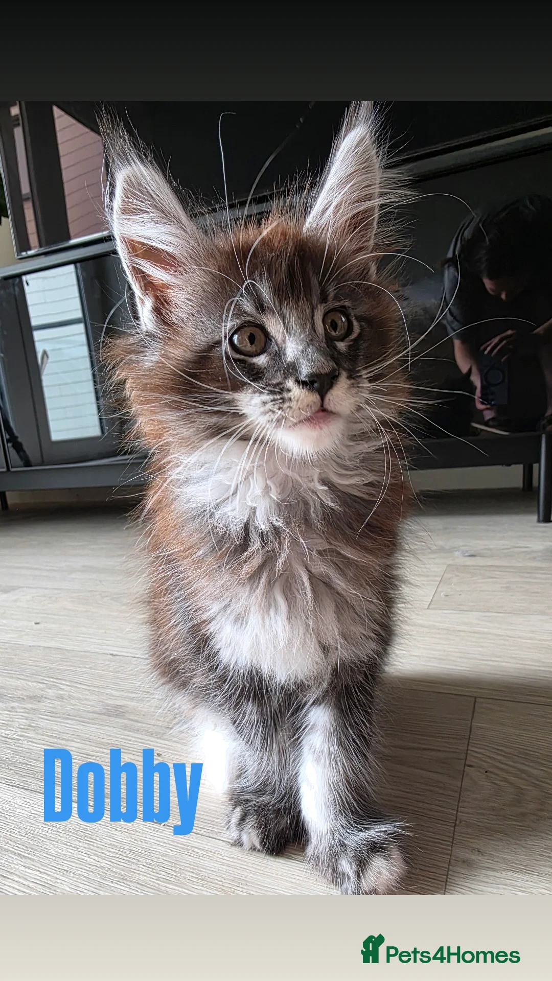 Maine Coon cats for sale: Affectionate Pure Breed Mainecoon Kittens - Image 12