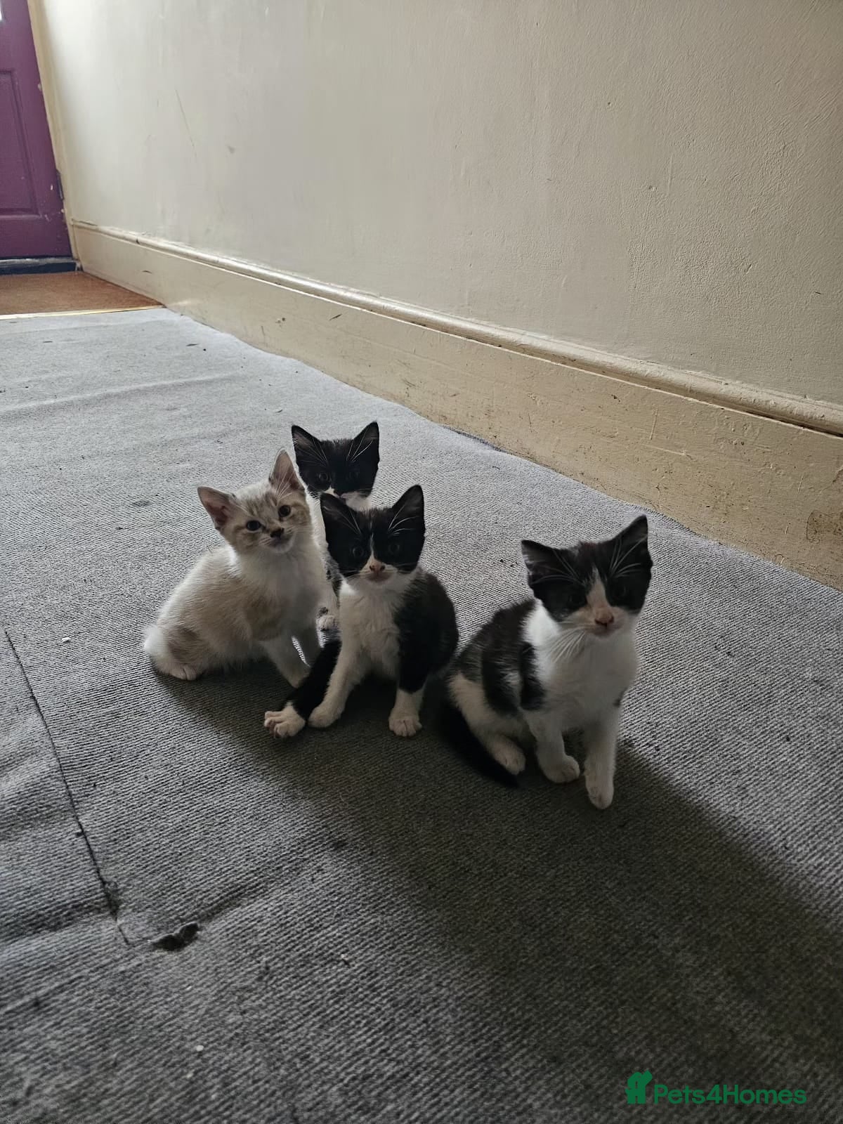 Mixed Breed cats Sweet kitties - Advert 1