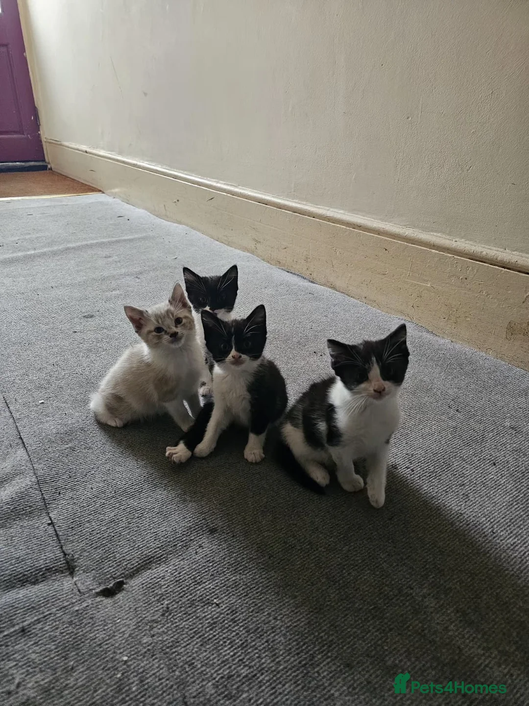 Mixed Breed cats for sale: Sweet kitties in Southampton - Advert 1