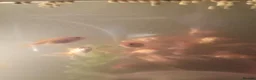 Goldfish fish for sale: Goldfish from 2 months - 8 months  in Dunstable - Advert 11