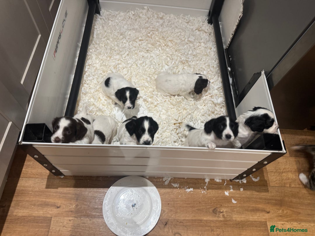 English Springer Spaniel dogs for sale: One last B/W Springer Dog Puppy available.  - Advert 7
