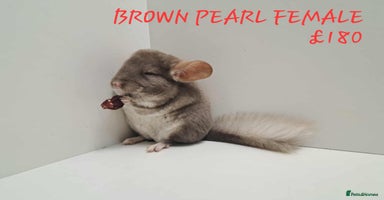 Chinchilla rodents - Advert 2