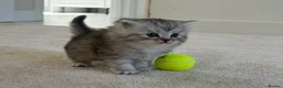 Persian cats for sale: Mixed Persians  - Advert 5