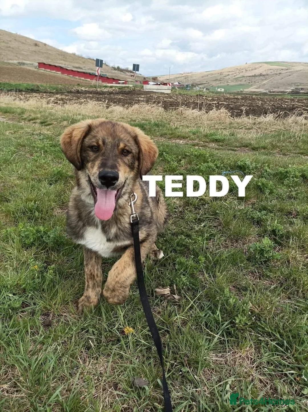 Mixed Breed dogs for adoption: TEDDY - WAITED HIS WHOLE LIFE FOR A HOME - Advert 2