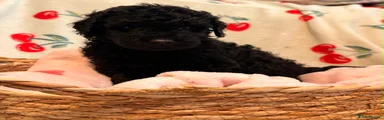Lulu