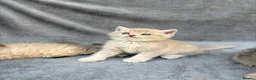 British Longhair cats for sale: Pedigree British shorthair & longhair golden  - Advert 26