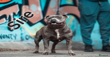 Staffordshire Bull Terrier dogs - Advert 16