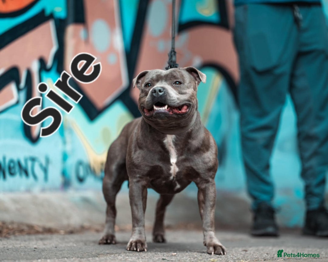 Staffordshire Bull Terrier dogs for sale: Beautiffull KC Staffordshire bull terrier  pups. - Image 3
