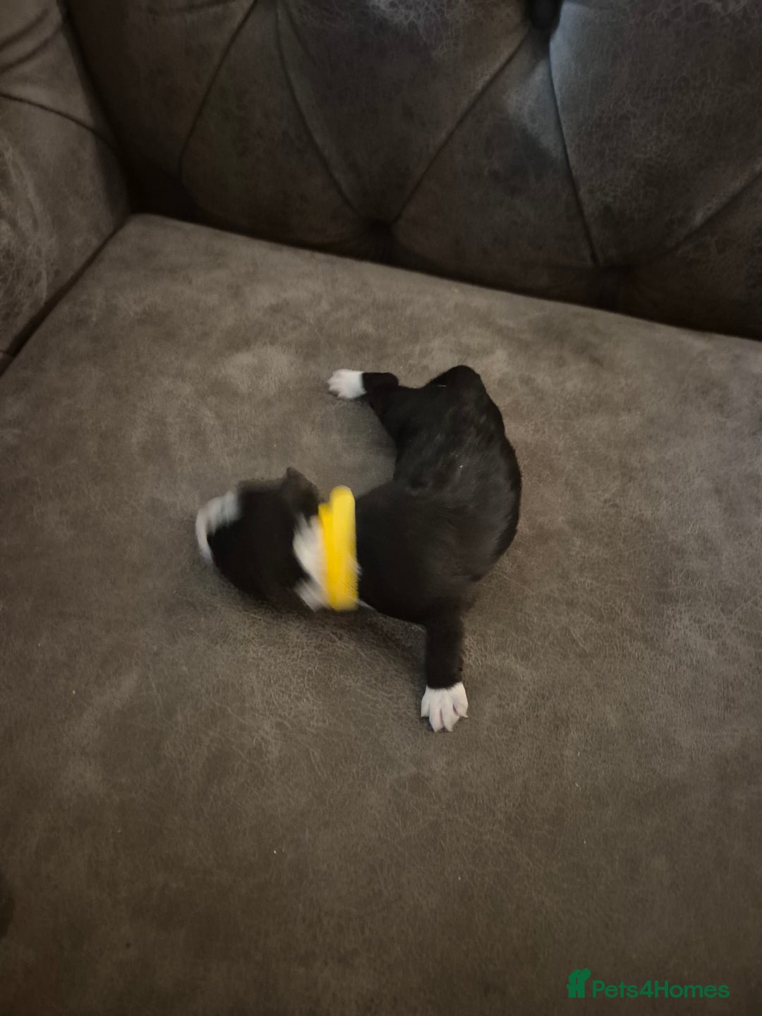 Sprollie dogs for sale: Sprollie puppies - Advert 6