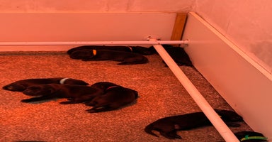 Labrador Retriever dogs - Advert 11