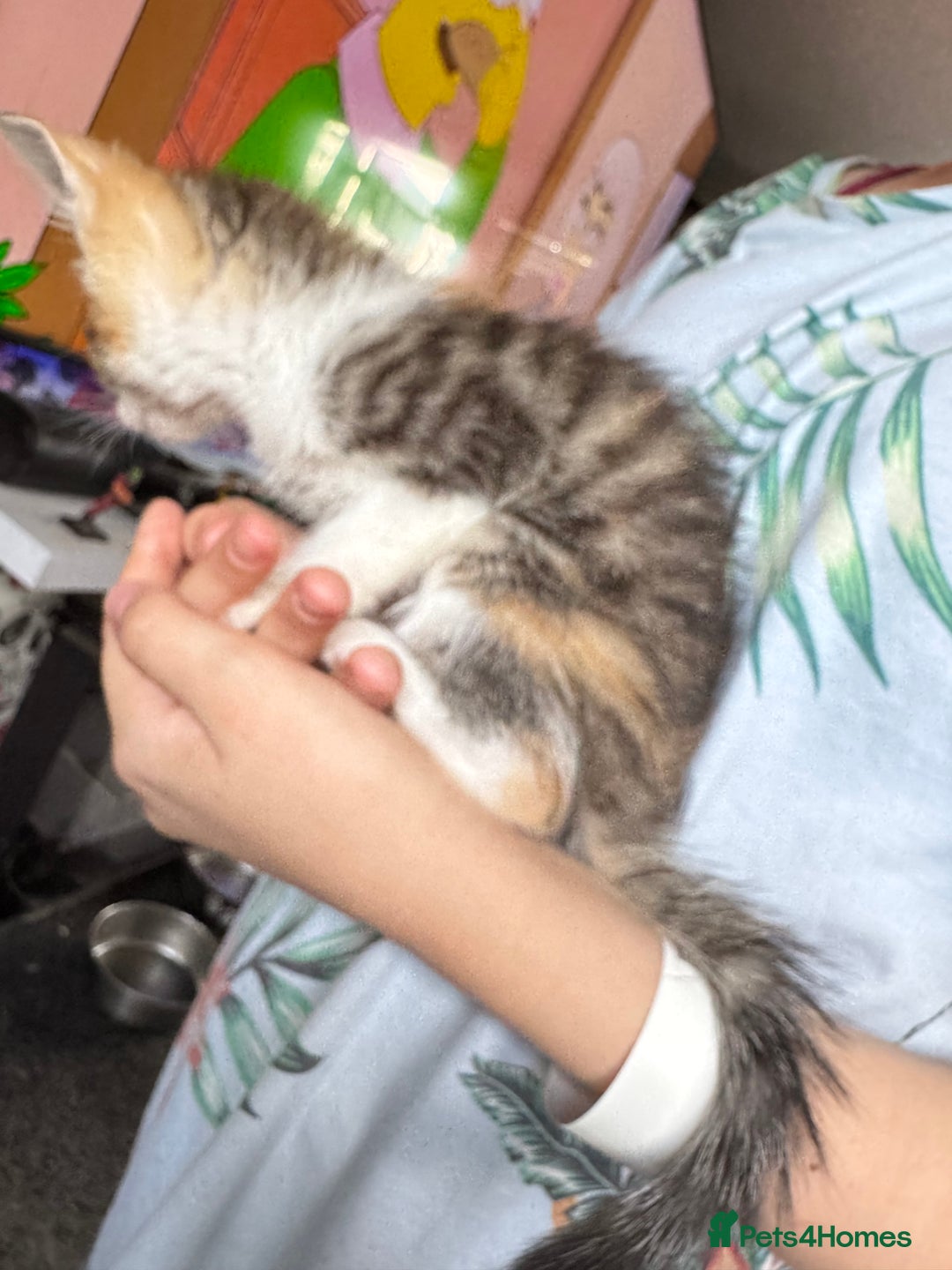 Mixed Breed cats for sale: 6 mixed kittens - Image 4