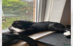 Mixed Breed cats for sale: 2 beautiful black and white cats available  - Image 3