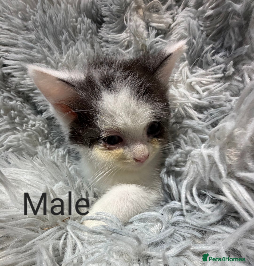 Persian cats for sale: Chinchilla persian cross kittens - Advert 6