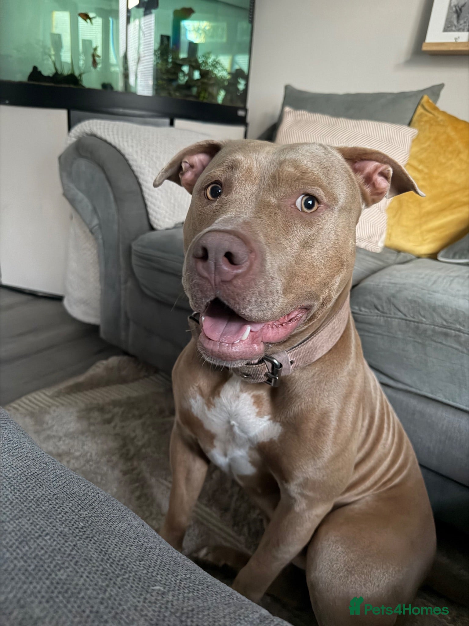 Mixed Breed dogs Bambi - Advert 1