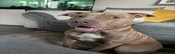 Mixed Breed dogs for sale: Bambi - Advert 1