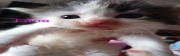 Siberian cats for sale: Adorable Siberian kittens - Advert 14