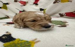 Cockapoo dogs for sale: Five Beautiful Cockerpoo Puppies  - Image 17