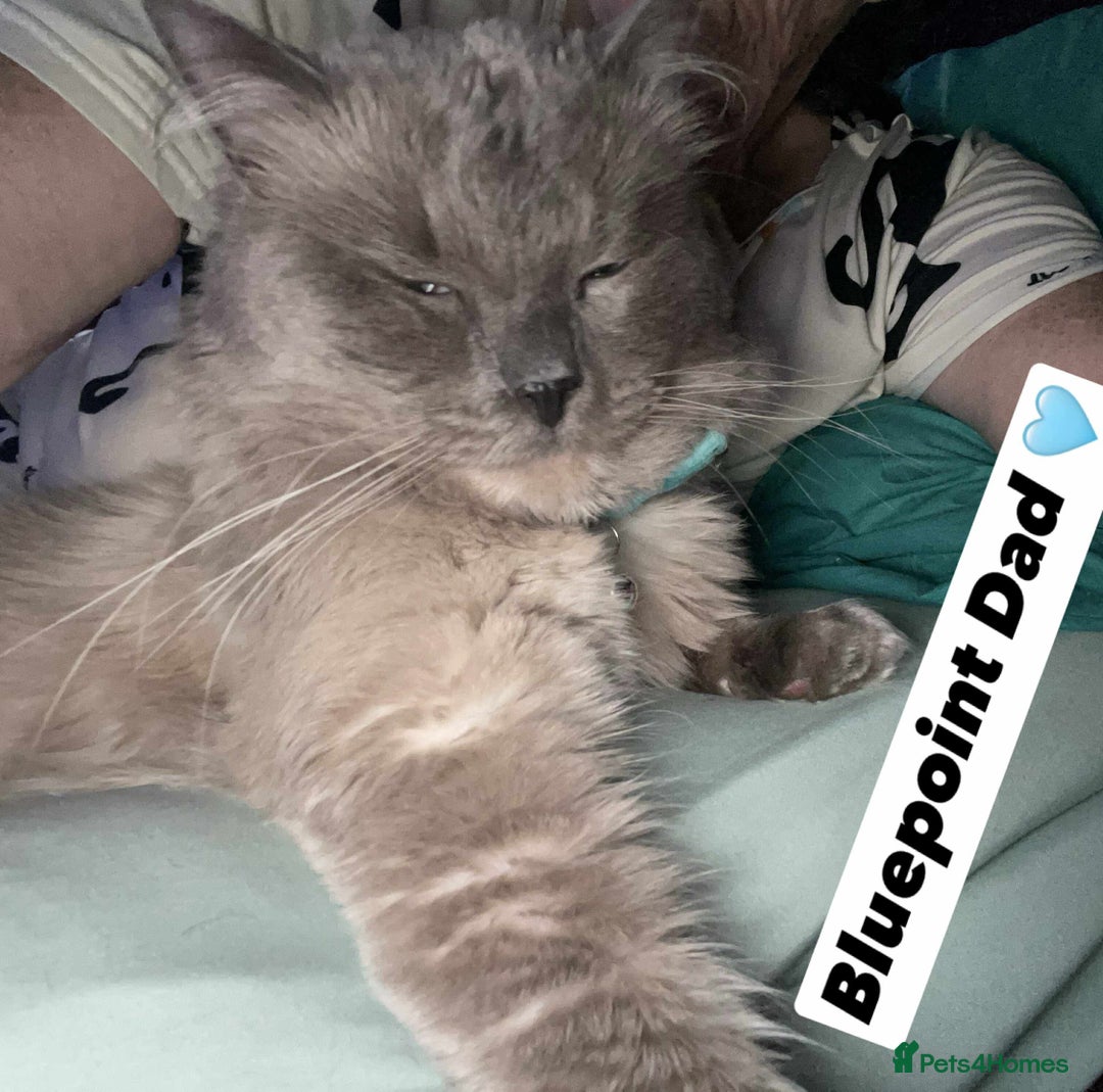 Ragdoll cats for sale: Pure breed Ragdolls  - Image 5
