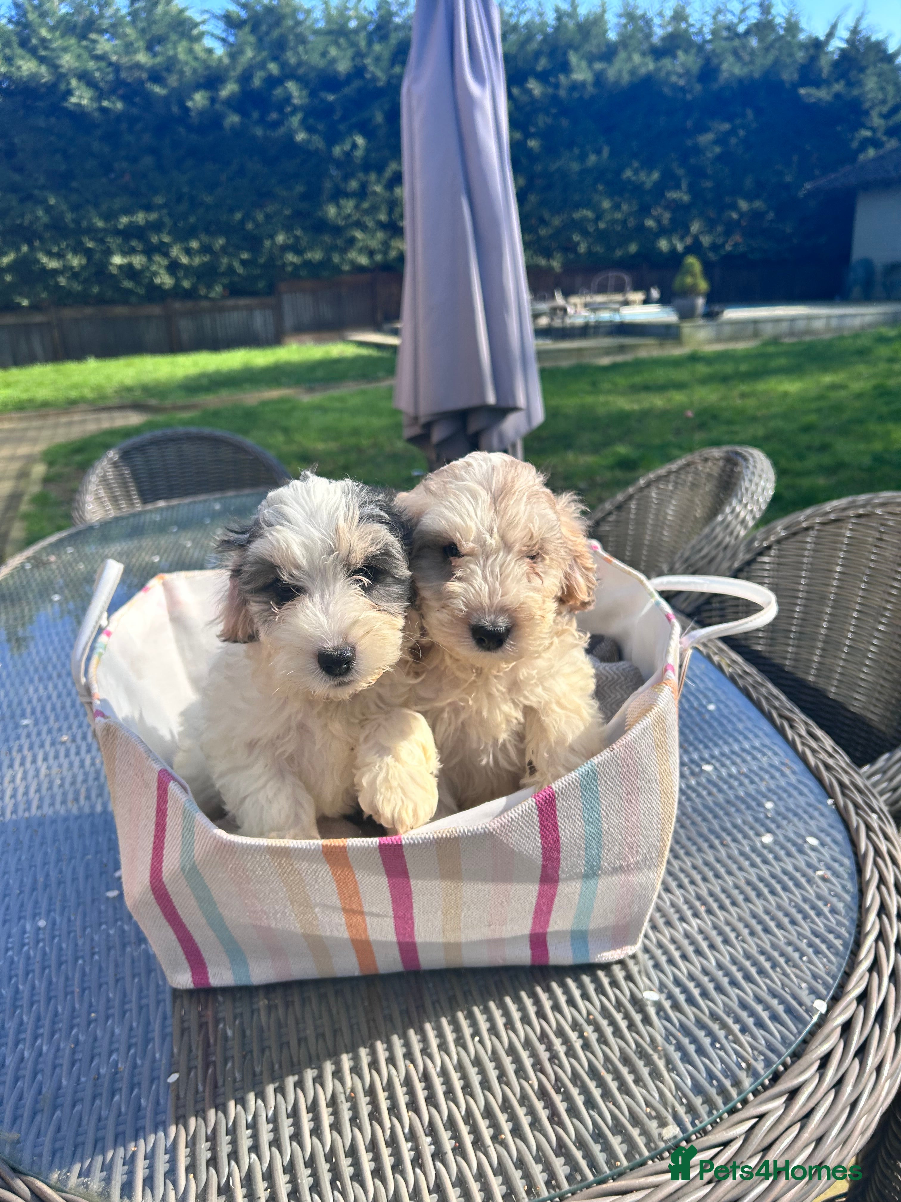 Cockapoo dogs F1 Cockerpo litter  - Advert 4