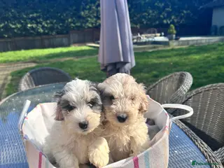 Cockapoo dogs F1 Cockerpo litter - Advert 3