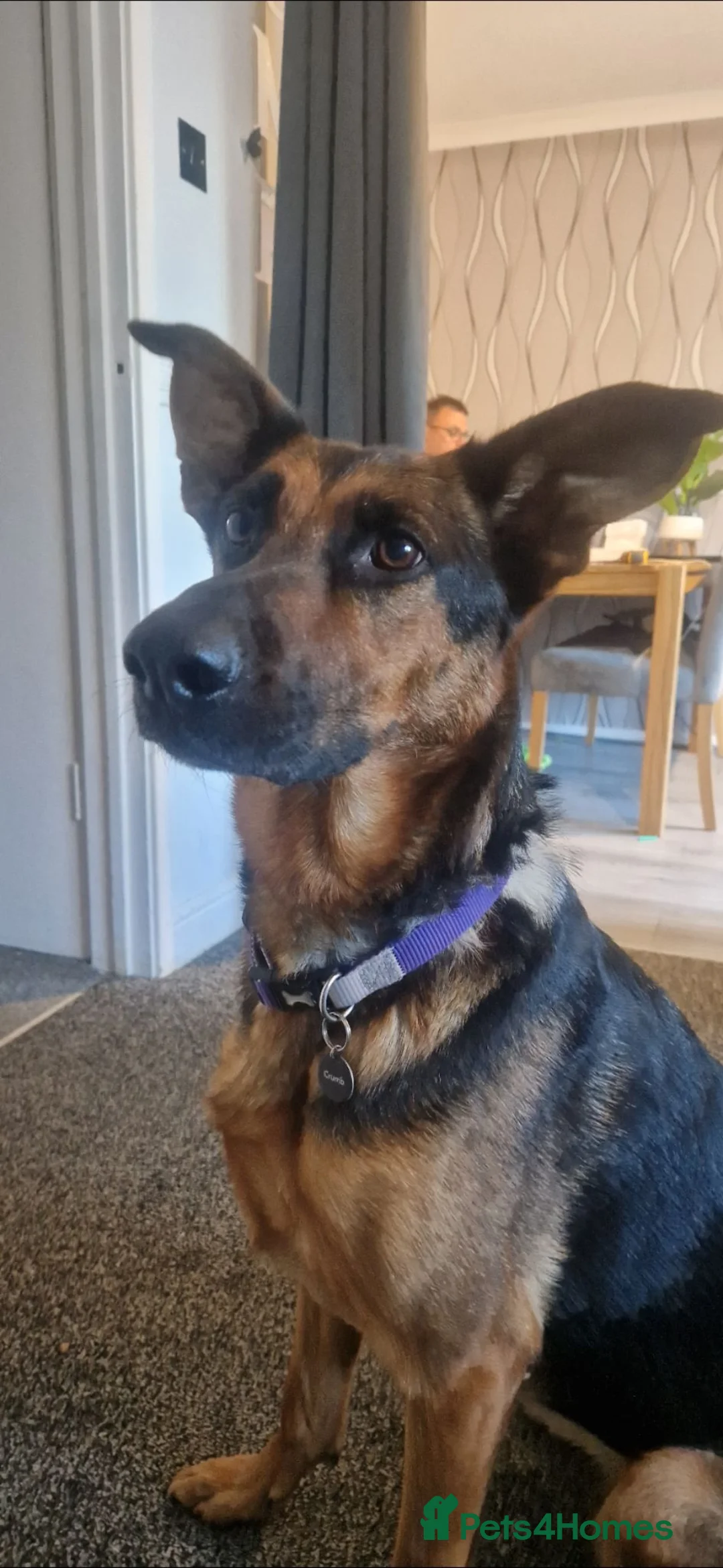 Mixed Breed dogs for sale: Looking for forever home - Advert 1