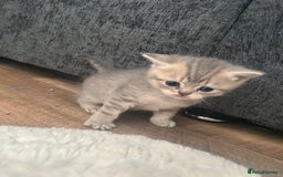 British Shorthair cats for sale: British shorthair kittens  - Image 8