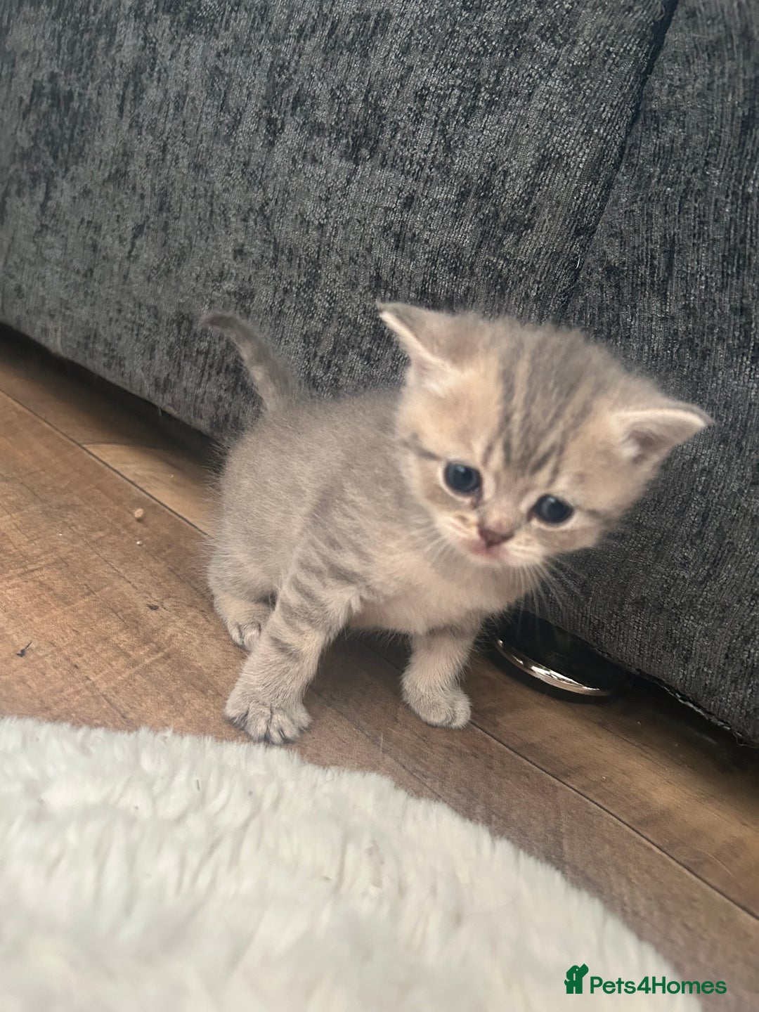 British Shorthair cats for sale: British shorthair kittens  - Image 8