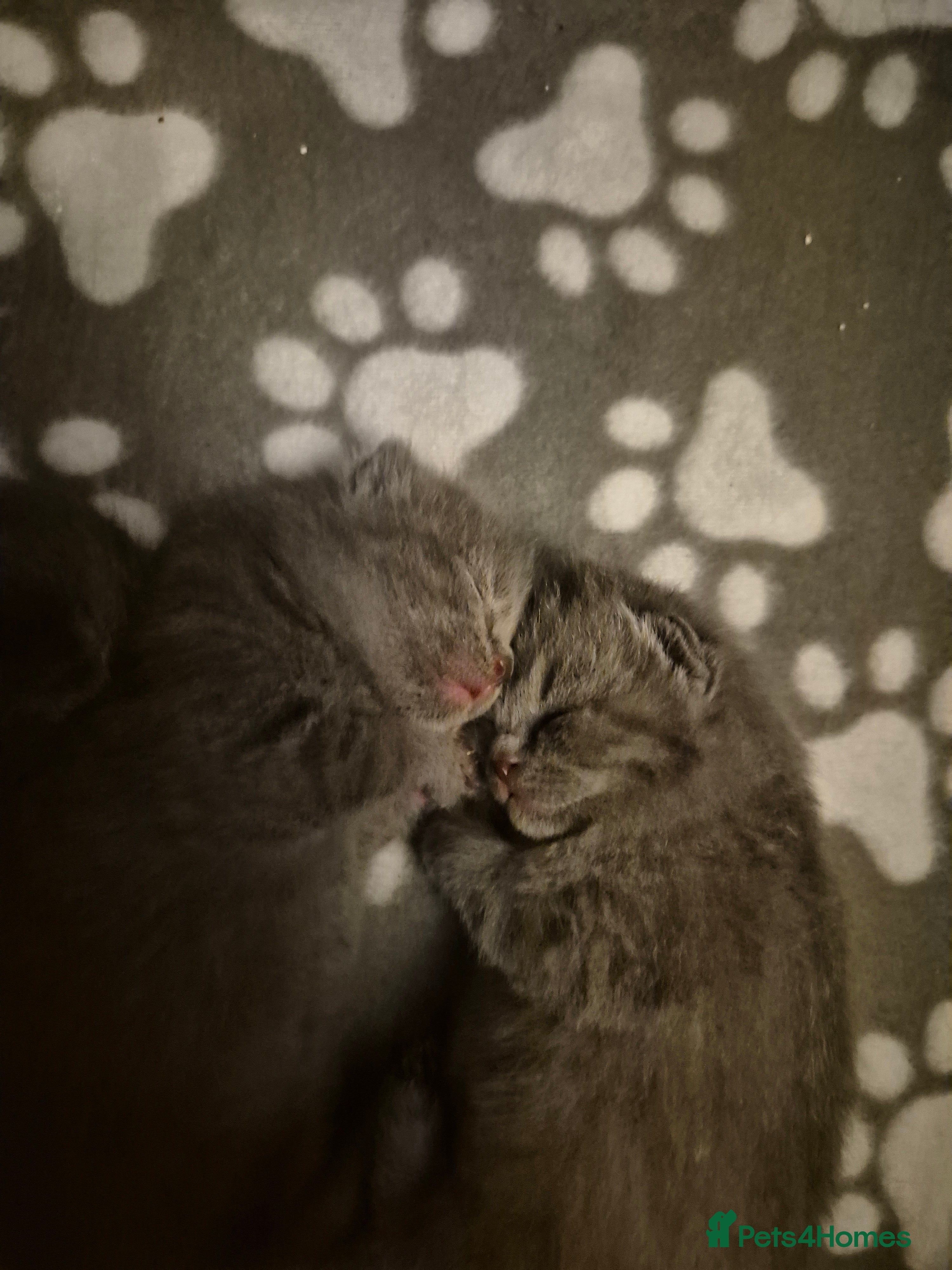 British Shorthair cats 4 British Shorthair Kittens - 3 left! - Advert 17