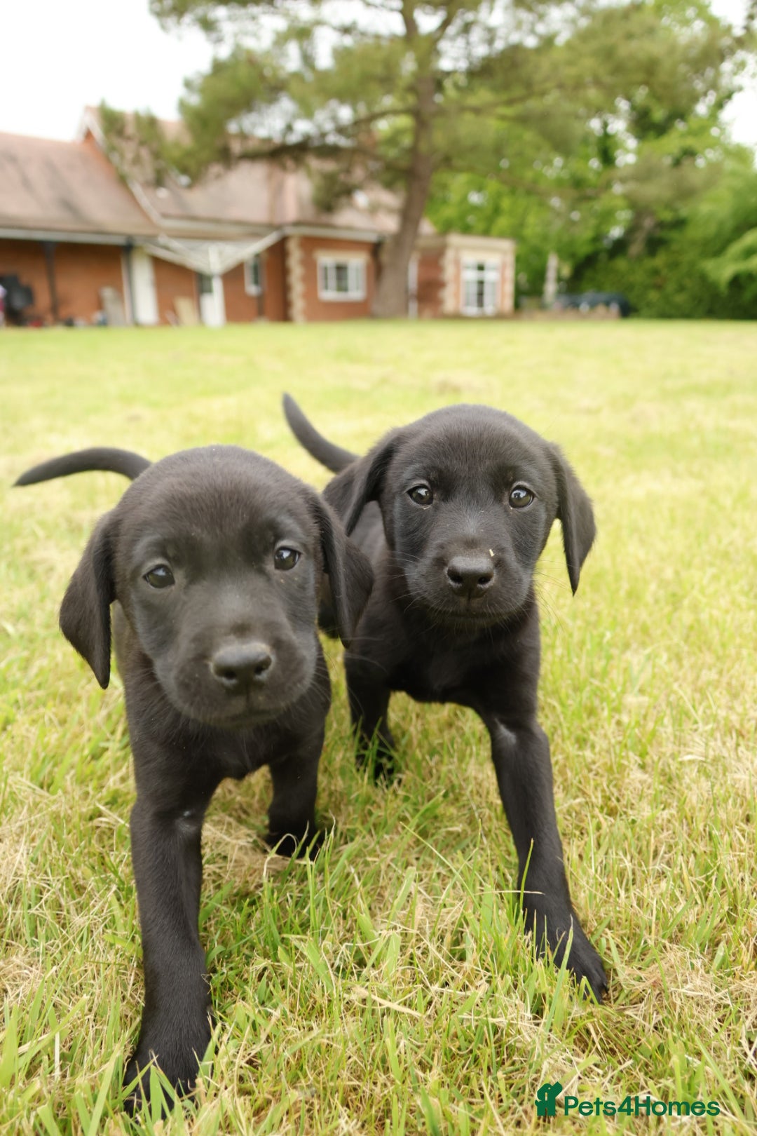 Labrador Retriever dogs Working/ Family pet KC Black Labrador Pups - Advert 16