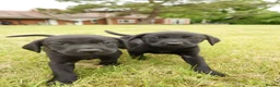 Labrador Retriever dogs for sale: Working KC Black Labrador Pups - Advert 9