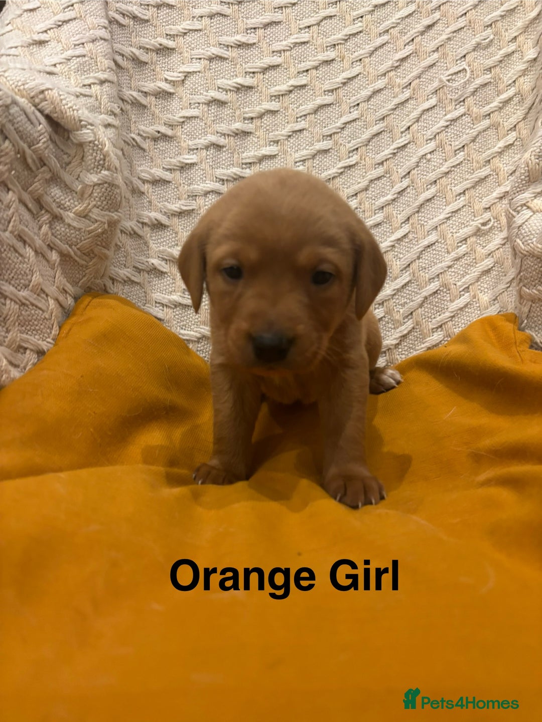 Labrador Retriever dogs for sale: 🐾 Working Fox Red Labrador Puppies for Sale!🐾 - Advert 7