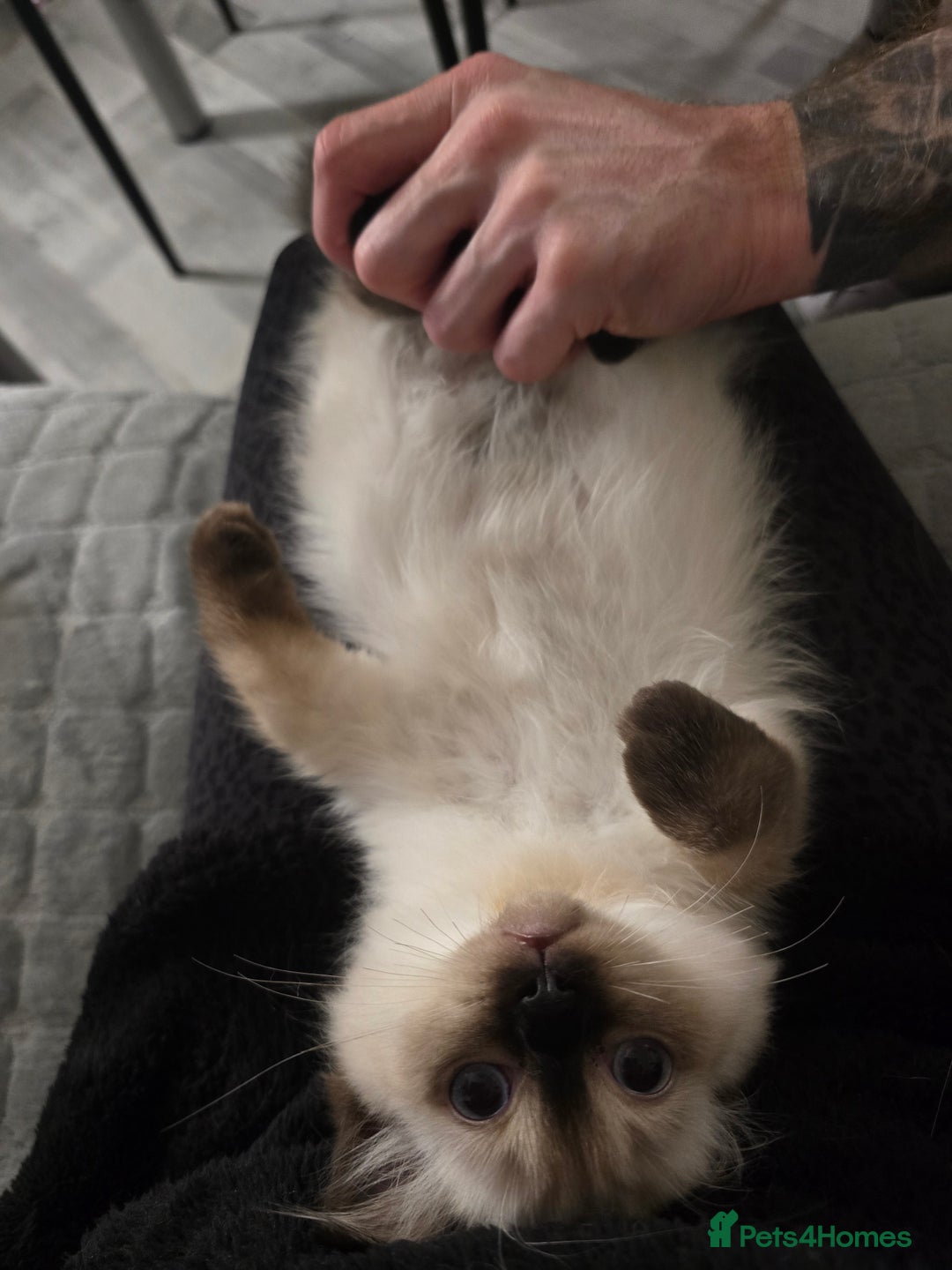 Ragdoll cats for sale: Gccf registered little Queens available 🥰 - Advert 16