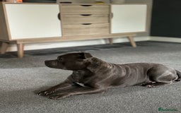 Staffordshire Bull Terrier dogs for sale: Best uk Staffordshire bull terrier litter - Image 4