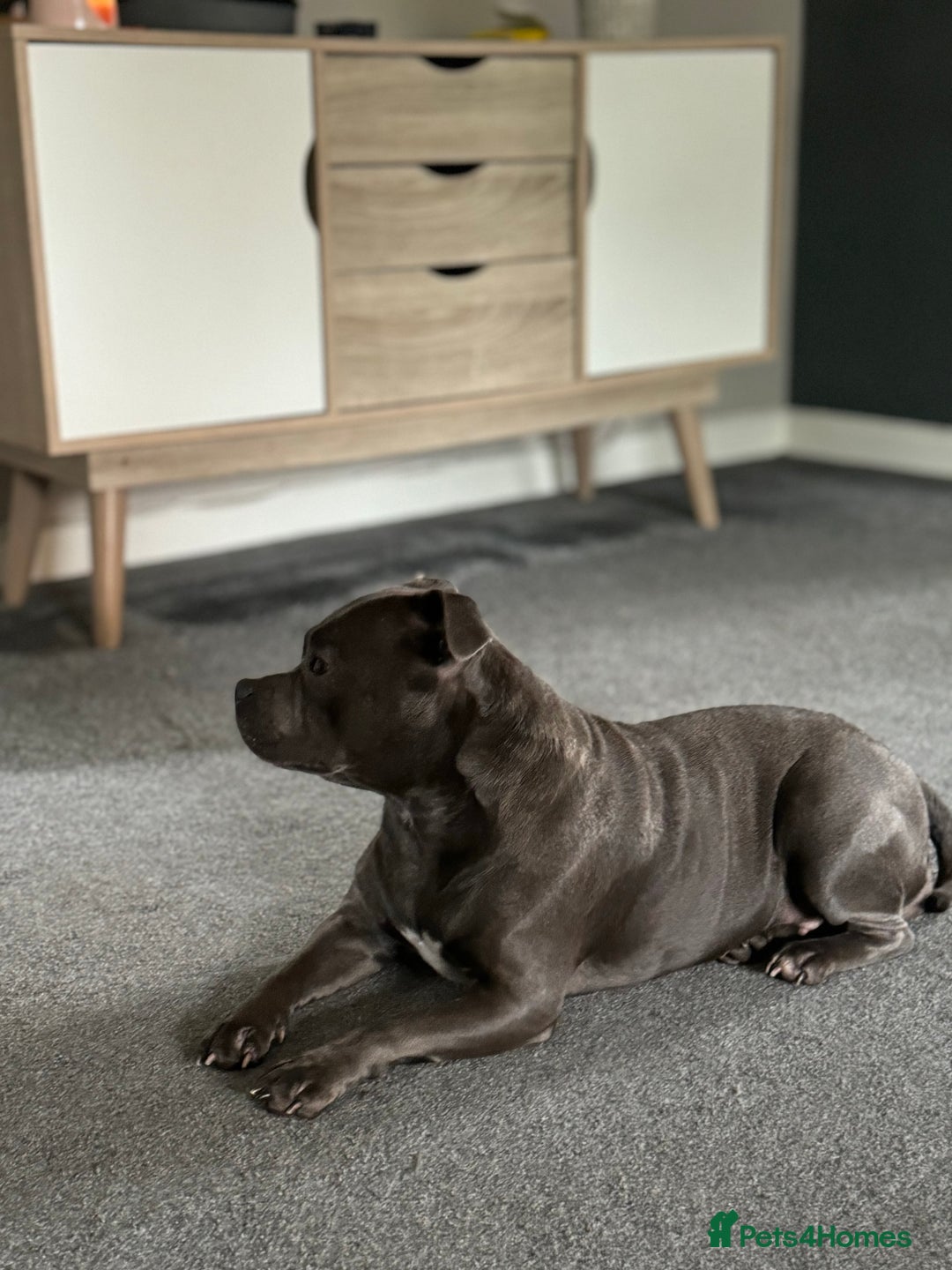 Staffordshire Bull Terrier dogs for sale: Best uk Staffordshire bull terrier litter - Image 4