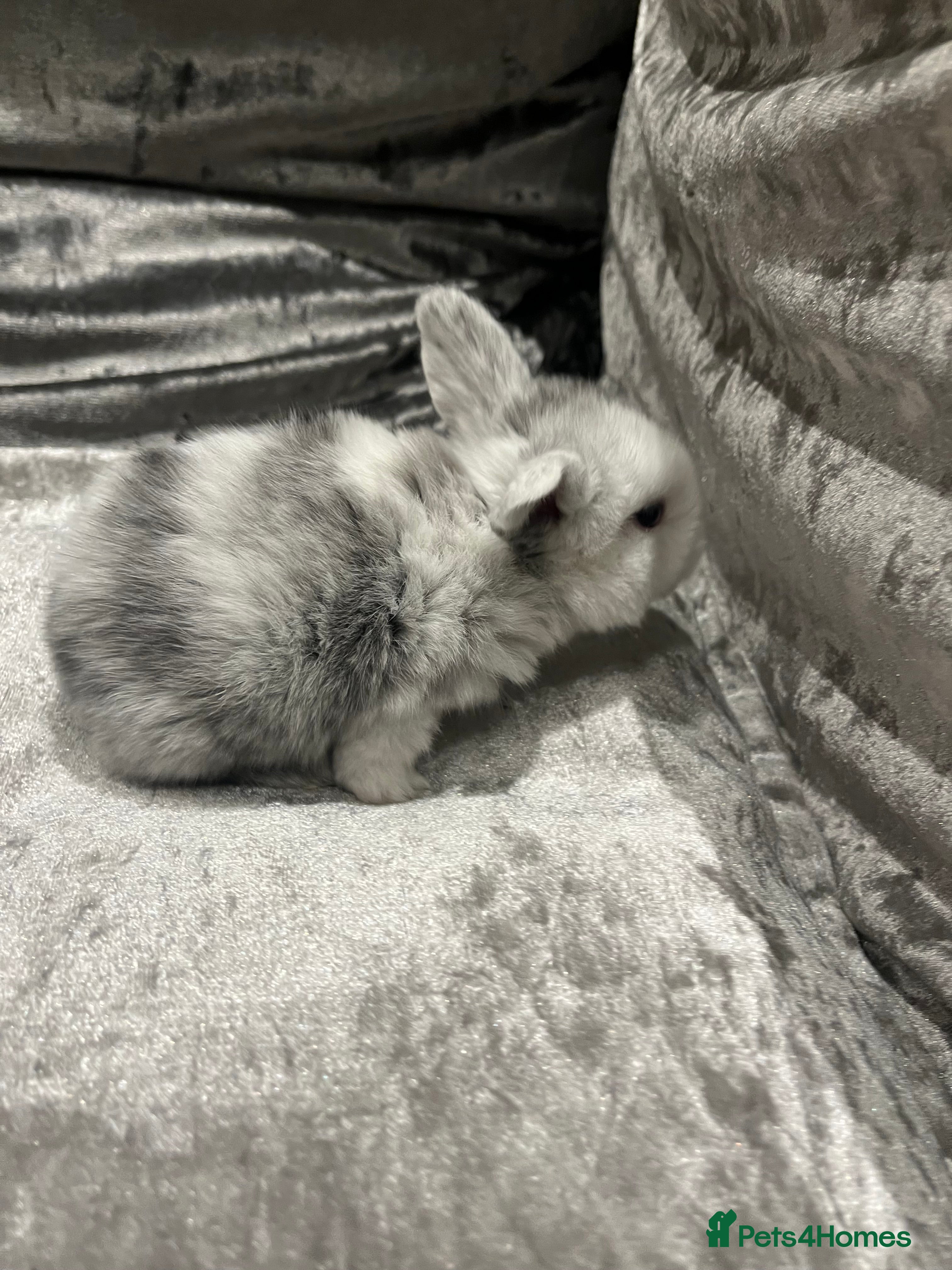 Dwarf Lop rabbits Beautiful litter of baby bunnies. - Advert 1