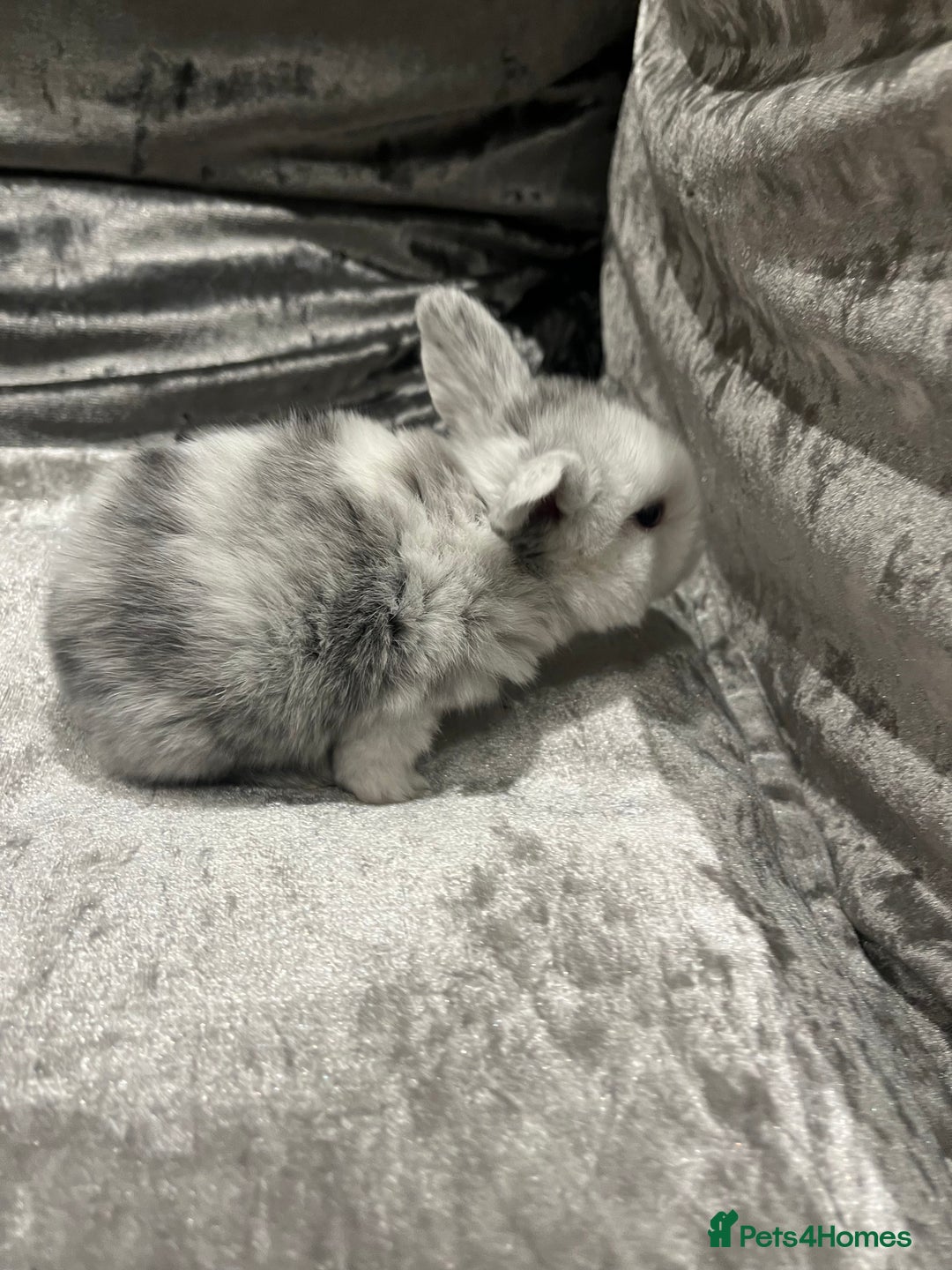 Dwarf Lop rabbits for sale: Beautiful litter of baby bunnies. - Advert 1