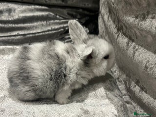 Dwarf Lop rabbits Beautiful litter of baby bunnies. - Advert 1
