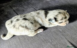 Chihuahua dogs for sale: Stunning merle Chihuahua puppies  - Image 8