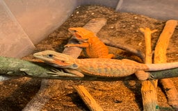 Bearded Dragon reptiles for sale: Bearded dragon babies cb25 - Image 3