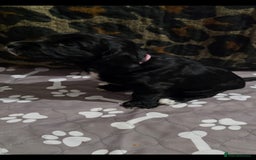 Sprocker dogs for sale: 3 Beautiful Female Sprocker puppies - Image 9