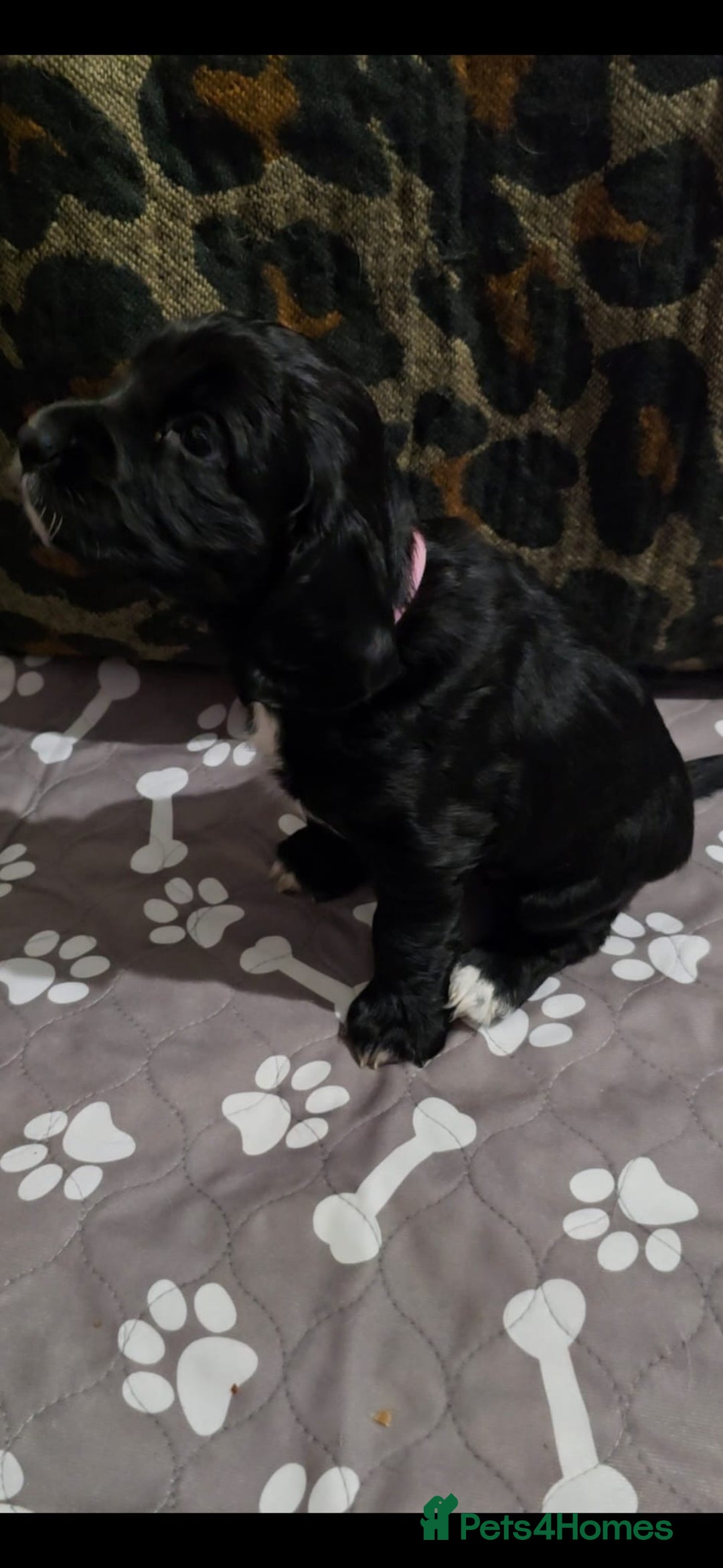 Sprocker dogs for sale: 3 Beautiful Female Sprocker puppies - Image 9
