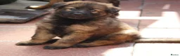 German Shepherd dogs for sale: KC REG OLD STYLE GERMAN SHEPHERD PUPPIES   - Advert 10