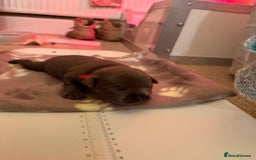 Staffordshire Bull Terrier dogs for sale: 🏆4 multi int champion Zeus Kante Pups for sale 🏆 - Image 12