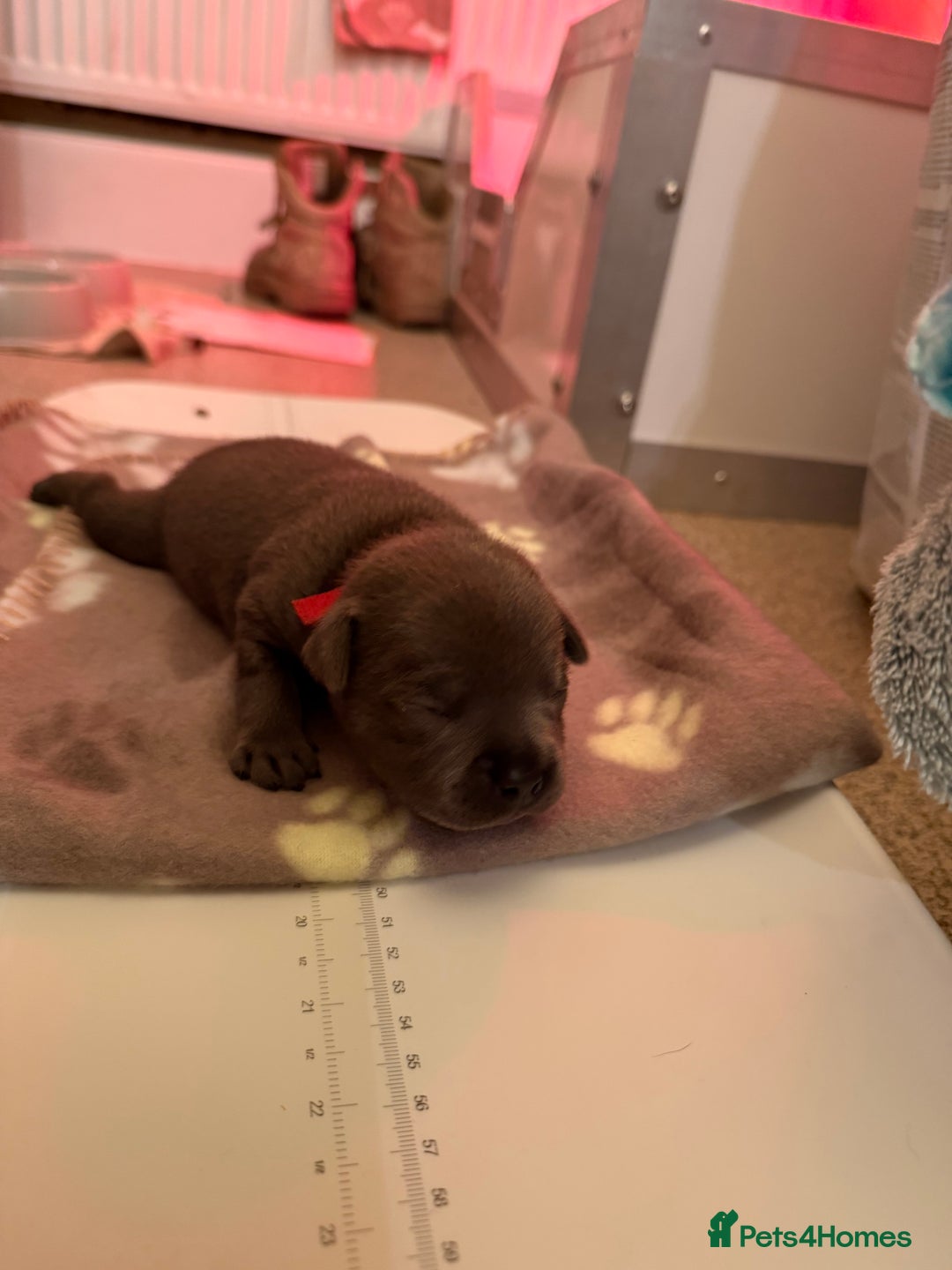 Staffordshire Bull Terrier dogs for sale: 🏆4 multi int champion Zeus Kante Pups for sale 🏆 - Image 12