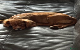 Cavalier King Charles Spaniel dogs for sale: Cavalier King Charles  - Image 8