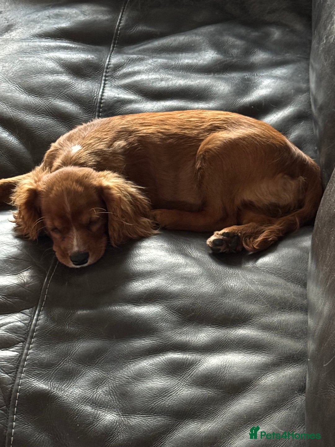 Cavalier King Charles Spaniel dogs for sale: Cavalier King Charles  - Image 8