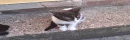 Mixed Breed cats for sale: 2 black and white kittens  - Advert 2