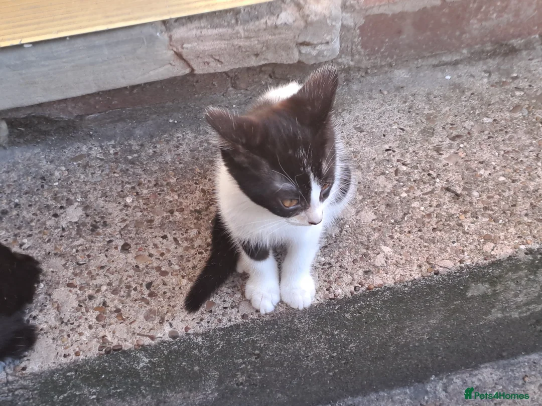 Mixed Breed cats for sale: 2 black and white kittens  - Advert 2